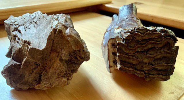  Rock on the left, petrified wood. Rock on the right, half of a mastodon tooth.