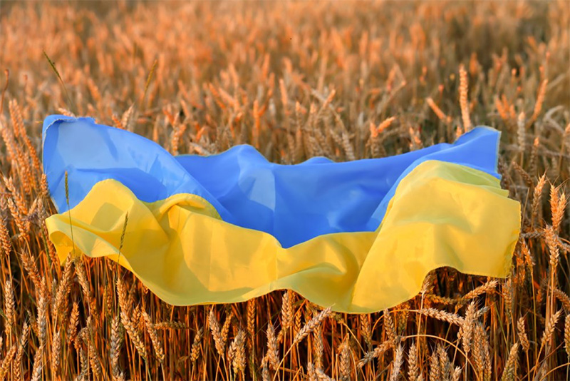 Ukrainian flag lying on top of a field of wheat.