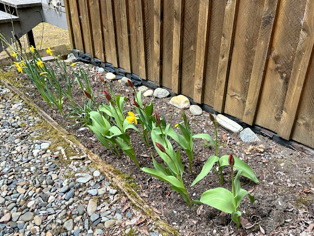 Daffodils Daffodils in bloom and tulips about to open. Two peonies barely emerge between them and the house. I need two more peonies this spring and more bulbs in the fall. I need a lot more daffodils here.