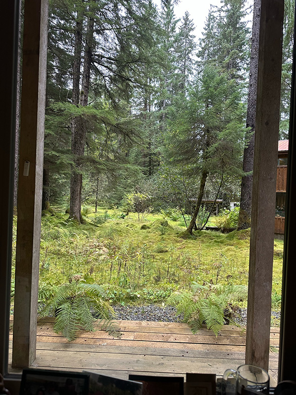 Autumn view out my study window 2012. I miss New England’s variegated colors of deciduous trees.