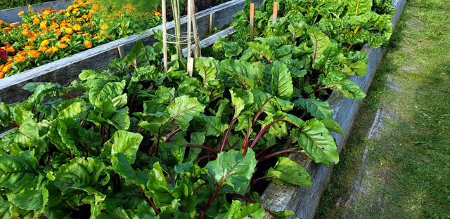 Beets and chard.