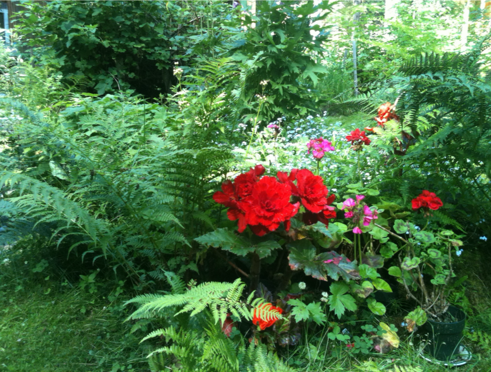 begonias