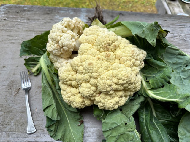 Cauliflower from the garden. Cauliflower from the garden.