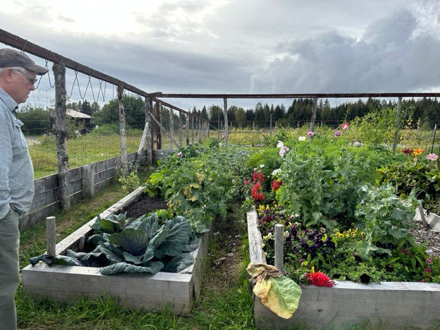 The community garden plot in September with cabbage, poppies, snapdragons, pansies, and cosmos in the foreground. Ah, and the garden-loving husband too. The community garden plot in September with cabbage, poppies, snapdragons, pansies, and cosmos in the foreground. Ah, and the garden-loving husband too.