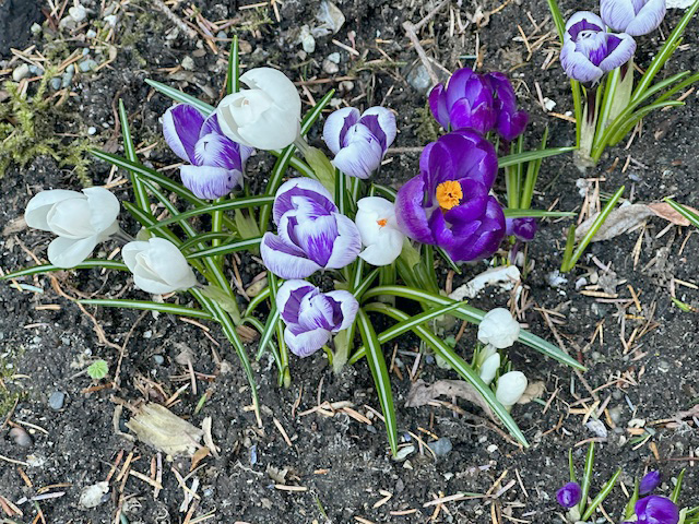 Crocuses