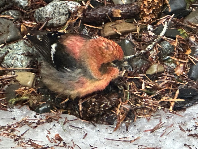 juvenile white-winged crossbill A juvenile white-winged crossbill. They love spruce seeds and have specialized bills (a crossed bill) for prying cones open so they can extract the seeds with their tongues. Males are red and females yellow. This little fellow is a juvenile, rust colored. They will nest any month of the year if there are enough cones.