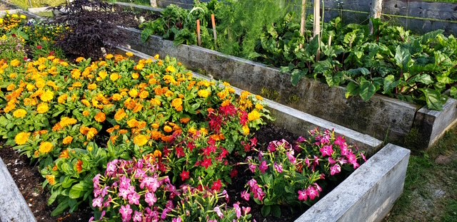 Our garden in summer.