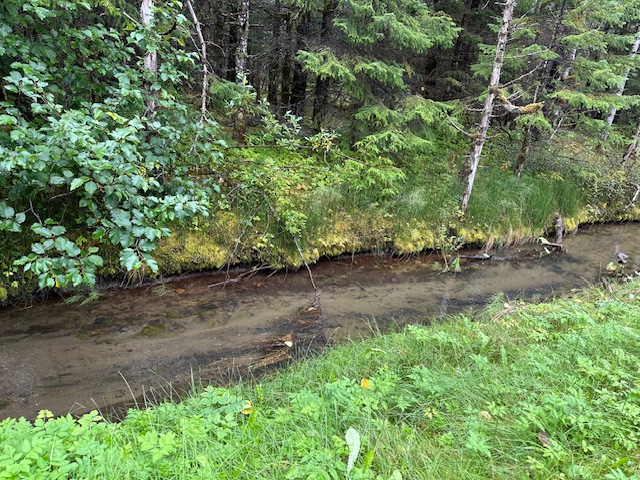 A stream in Glacier Bay National Park A stream that flows through Glacier Bay National Park, still empty of fall’s spawning salmon. I’ll keep looking every day.