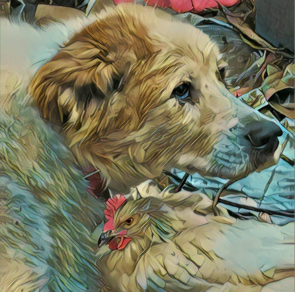 The older Max, still the protector of chickens and ducks.