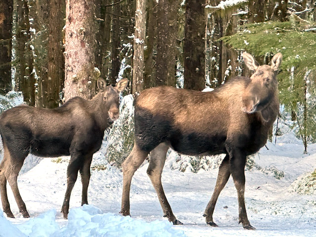Two moose in my yard in January. Two moose in my yard in January.