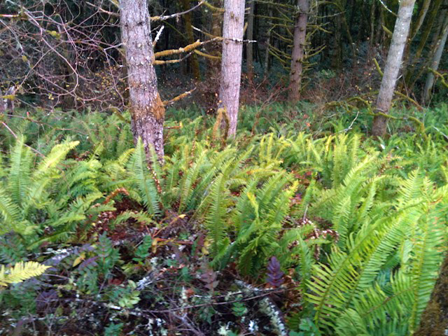 An Oregon forest