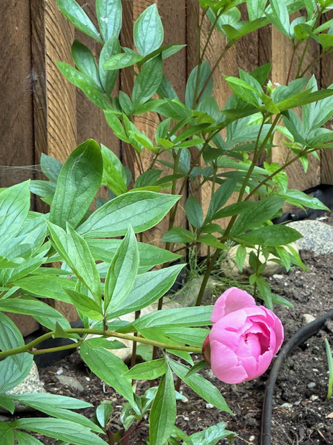 A peony from our garden.