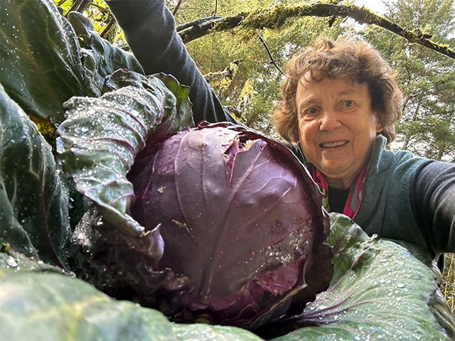 A 10-pound red cabbage from our garden fertilized with kelp. A 10-pound red cabbage from our garden fertilized with kelp.