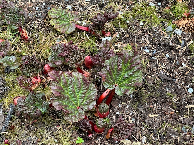 One of my favorites just emerging, rhubarb. Pies plus more relish and marmalade coming in the near future. One year these plants were two feet tall the end of April and I made a pie. Not this year, but by June, I’ll make a rhubarb pie, always my favorite. (No strawberries, just rhubarb.)