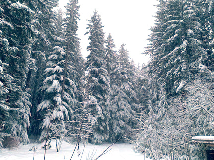 snow scene